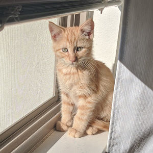 Meet your Posher, Diyala